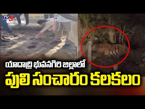 ఆమ్మో పులి..!  Stunning Visuvals Of Tiger Wandering In Yadadri Bhuvanagiri District | TV5 News - TV5NEWS
