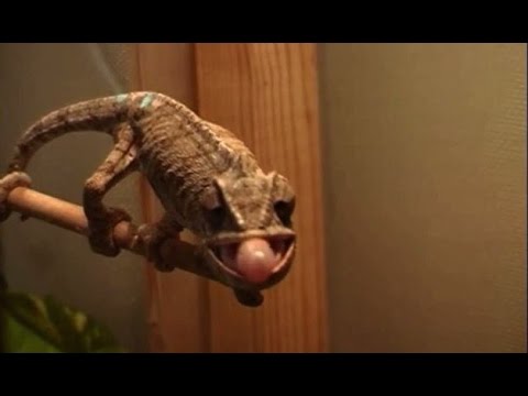 science jobs london Chameleon googly eyes sync up to grab prey