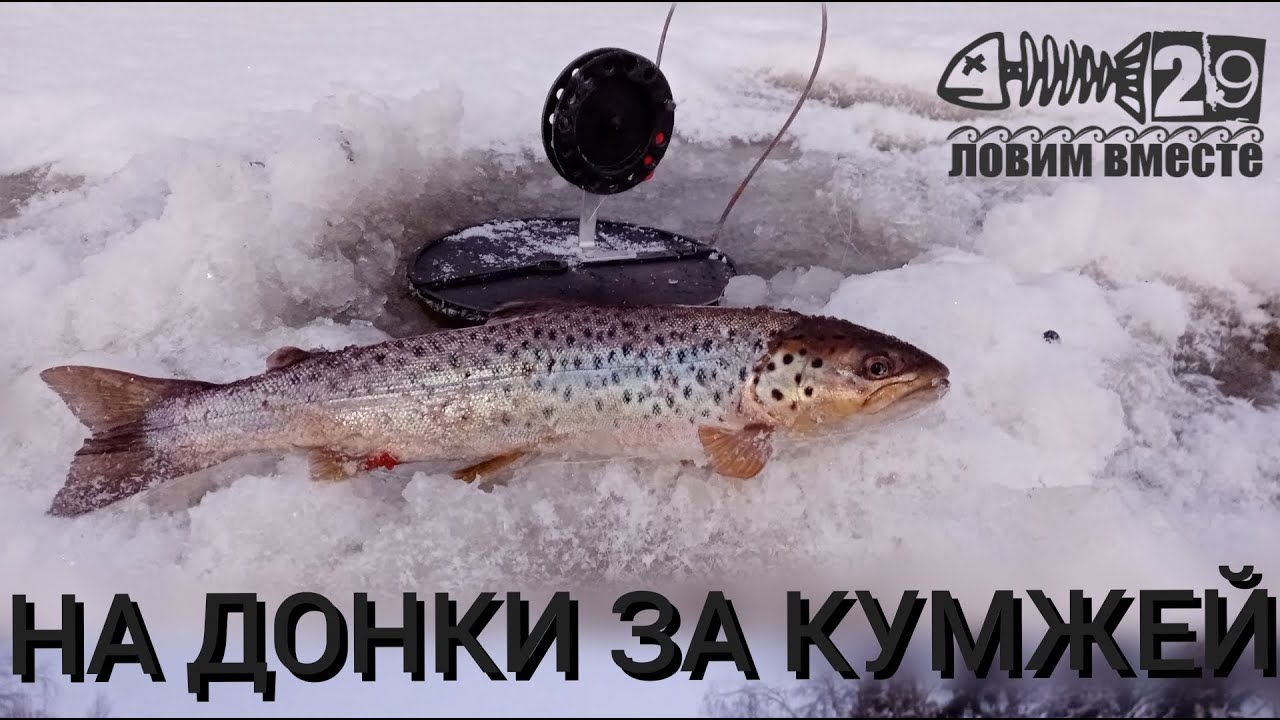 ЛОВЛЯ КУМЖИ ЗИМОЙ