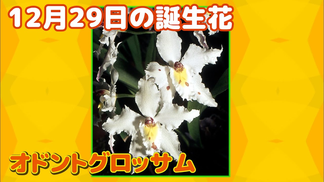 12月29日の誕生花 オドントグロッサム どんな花 あなたに送る花言葉は Youtube