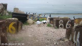 Coquet Island: 1 Nesting Terrace19/05/24