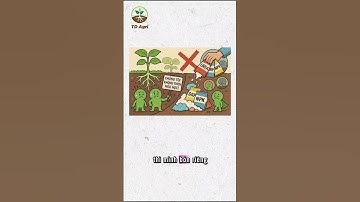 Lưu ý khi sử dụng Trichoderma nếu không muốn ném tiền qua cửa sổ #tdagri #trichoderma