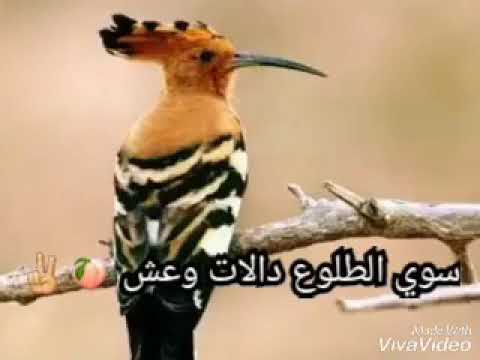 النصري ابو الهدهد