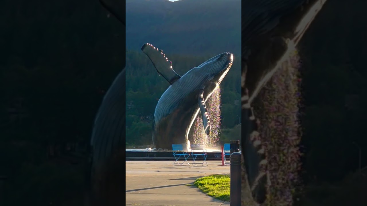 Having A WHALE Of A Time In Juneau, Alaska 🐋 | The Whale Project 