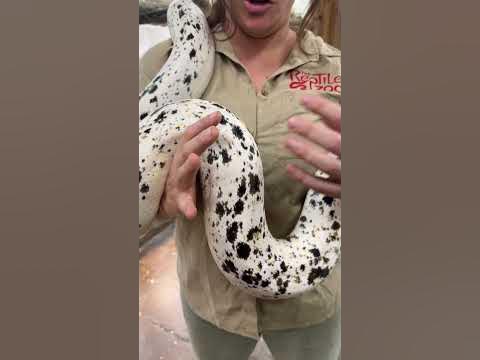 ONE OF A KIND GORGEOUS COW RETICULATED PYTHON!! 😍🐍 - YouTube