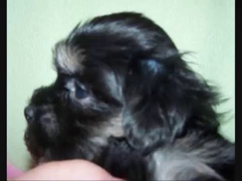 kansas havanese kansas mini havanese kansas havanese kansas mini havanese