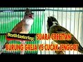 Best Mastering Suara Crecetan Tajam Burung Gereja Vs Cucak Jenggot Mp3 - Mp4 Download