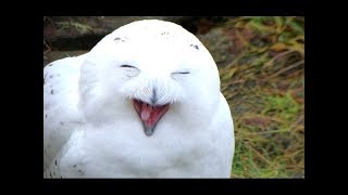 Funny & Cute Owl Videos Compilation 2014 [NEW]
