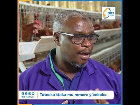 Emmere Gyotasobola Kulya Togiwa Nkoko Zo ObulimiNobulunzi