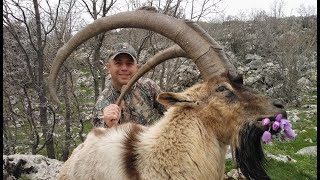 Adıyaman Bezoar Ibex Avı