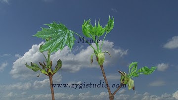 Timelapse of Growing Maple Tree Branch.