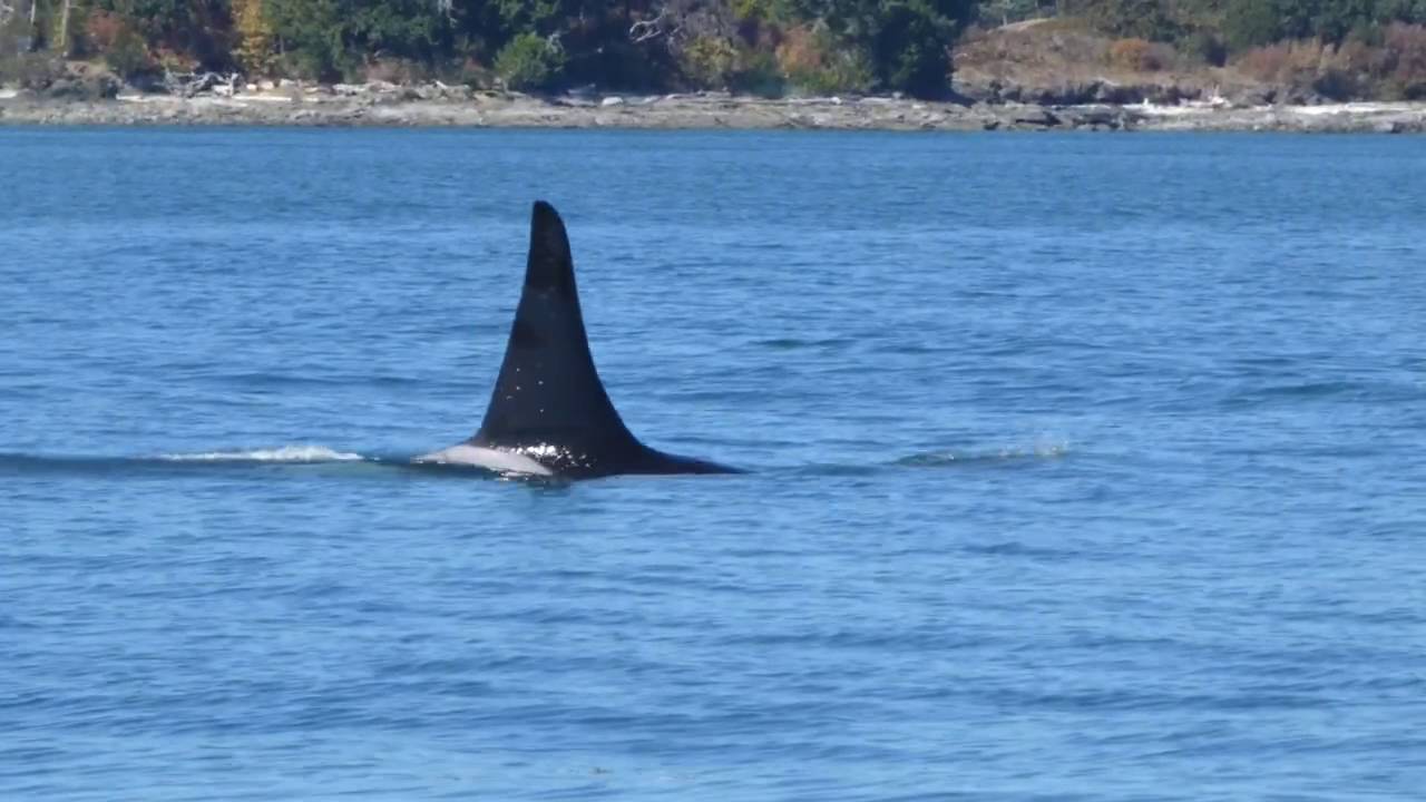 Killer whale / orca - Onyx from J pod with life story