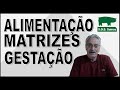 SUINOCULTURA: Alimentação Matrizes Gestação (Fêmeas, Porcas)