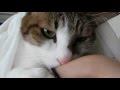 フミフミで髪ゴムをちゃむちゃむする猫 ~ぽっけ♂~ A cat sucking a rubber knot tying hair ~Pokke♂~ 2012.04