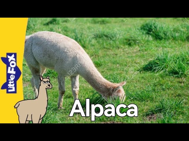 Meet the Animals 157: Alpaca - YouTube