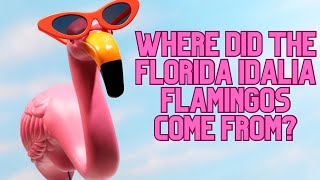 Where did the Hurricane Idalia Florida Flamingos come from? Flamingo Bingo! by Florida Keys Birding, and Wildlife 42 views 8 months ago 16 minutes