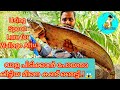 ആറ്റുവാളയെ പിടിക്കാനുള്ള Best Lure | How to Catch Wallago Attu using Spoon Lure Malayalam |A4Anglers