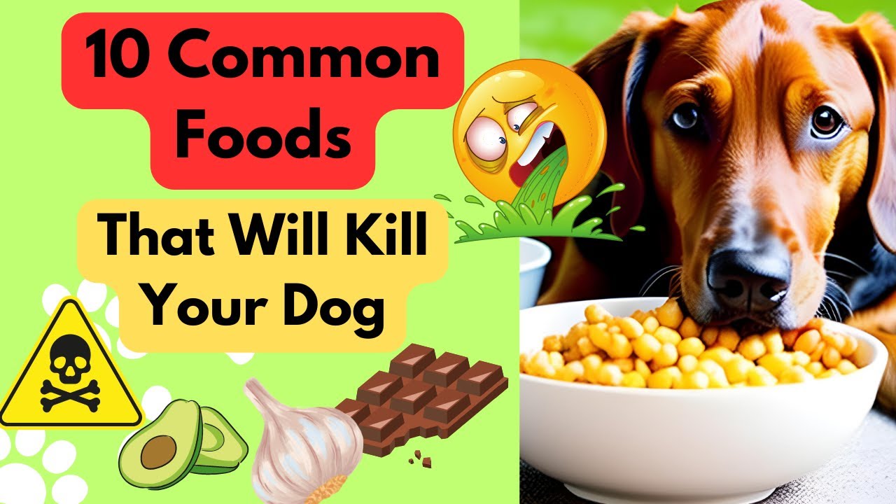 10 Common Foods That Will Kill Your Dog YouTube