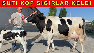 ARZON SUTI KOP SIGIRLAR KELDI SHOSHILING   97-819-66-55   91-672-12-06