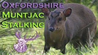 Oxfordshire Muntjac Stalking