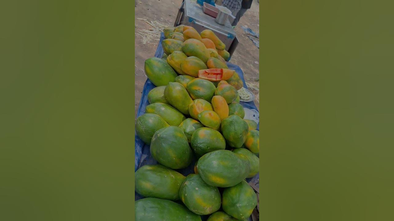 Papaya tree ,fruit harvesting time India The peak papaya season in