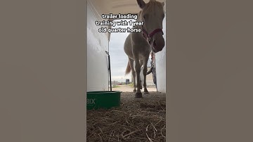 trailer loading training with 1 year old quarter horse  #horses #horsetraining #viralshort