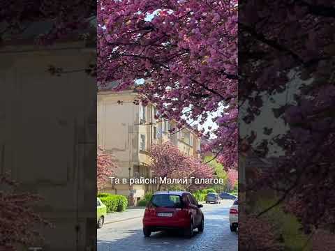Видео: В Ужгороді цвітуть сакури