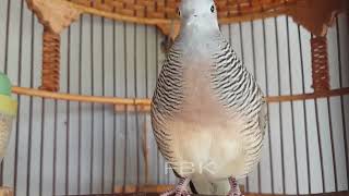 Terapy Singkat Perkutut LOKAL MUDA, COCOK untuk Pancingan...