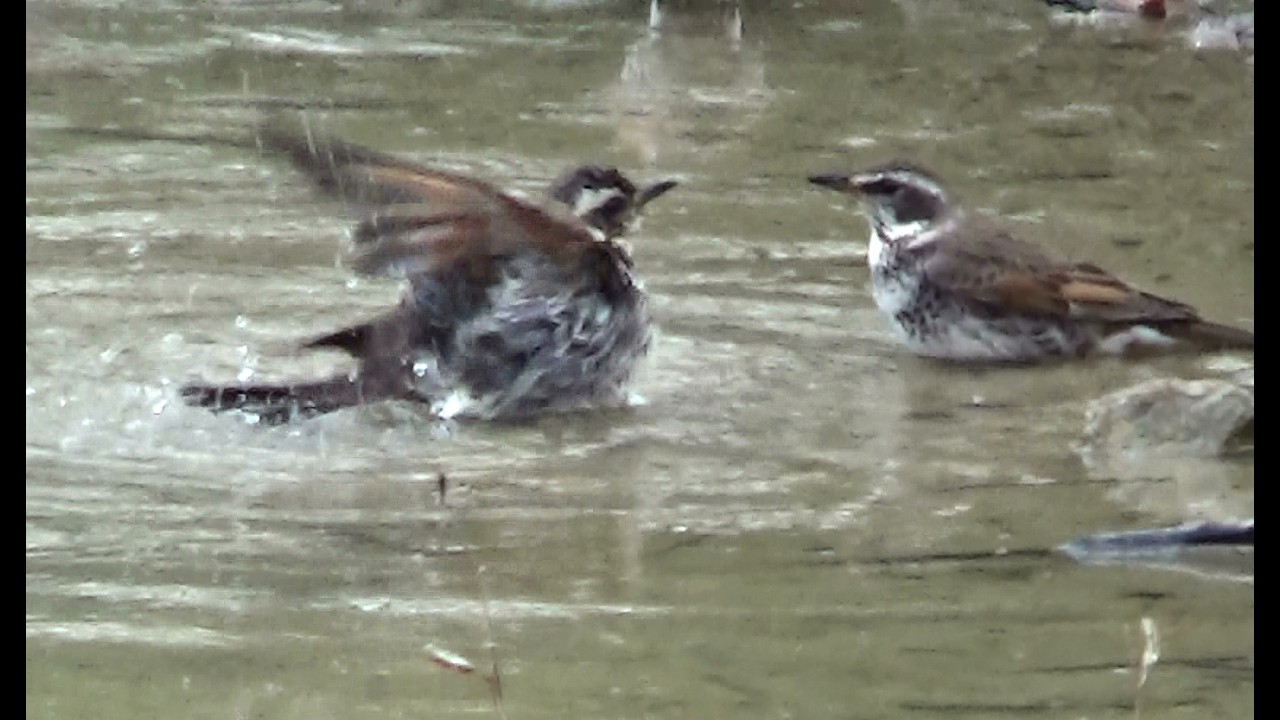 ツグミの水浴び合戦