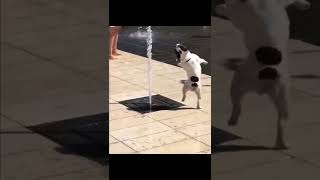 Video Clip Hài Hước Động Vật Hài Hước P1