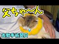 【猫去勢手術翌日〜の様子】そっぽを向いていた愛猫が甘えながら膝の上に乗ってきました😭