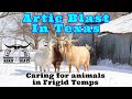 Farm Update we have had a Artic Blast in Texas | Caring for our animals in these frigid temps