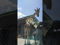 #girrafe #zoovisit #animalkingdom #shortsfeed #shortvideo #shorts