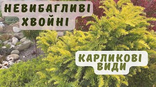 Огляд хвойних рослин в моєму саду. Туї. Ялівці. Ялиця. Кипарисовик. Тис. Назви сортів. Частина 1