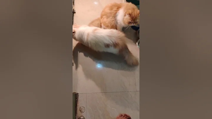 Watch the video about My house Persian cat (CFA) Line|max and Hena |#cat #persiancats #cutecat #pets #animals #kitten