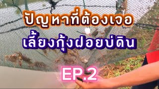 ปัญหา ที่ต้องเจอ ในการ เลี้ยงกุ้งฝอย บ่อดิน EP.2