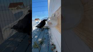 Палка-Доставалка И Пернатый Гений За Пультом 😅#Воронгоша #Aboutbirds #Crow #Raven #Animal