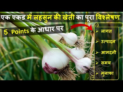 एक एकड़ लहसुन की खेती में लागत, आमदनी और प्रॉफिट की पूरी जानकारी | Garlic Farming In India