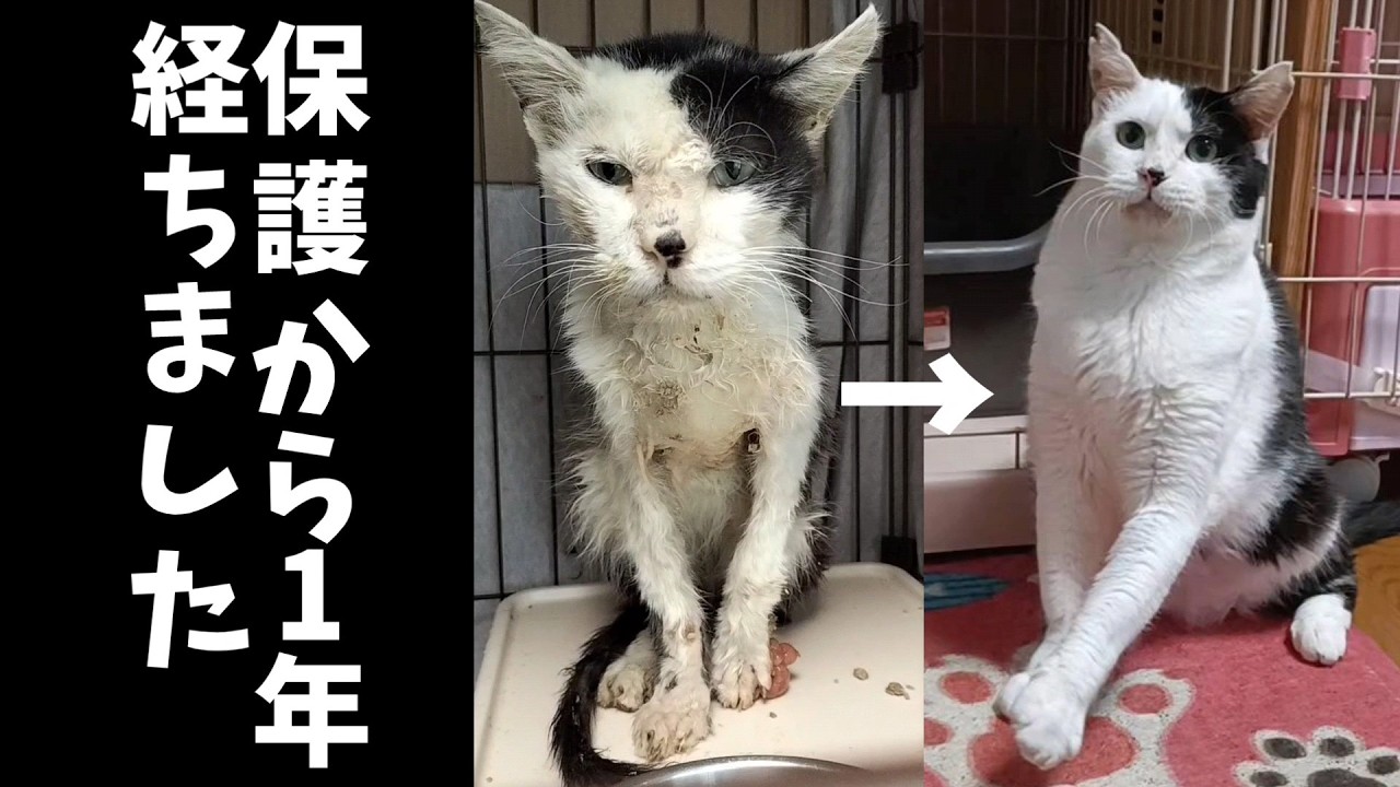 三毛猫ちゃん♥️ゆきそら YouTube