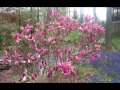 Best Flowering Shrubs - Magnolia Jane & Betty