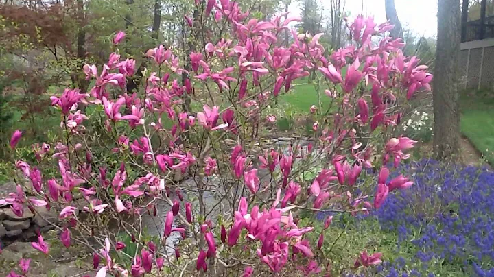 Best Flowering Shrubs - Magnolia Jane & Betty - DayDayNews