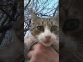 Аз ли намерих шабър в матрицата или котарачето Сашко ме доведе при него,животът е симулация на игра