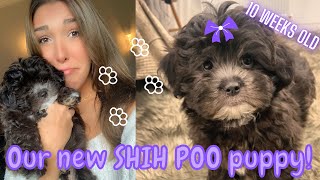 OUR NEW SHIH POO PUPPY! | 10 WEEKS OLD | 1ST WEEK AT HOME | JENNA WEIR ✨