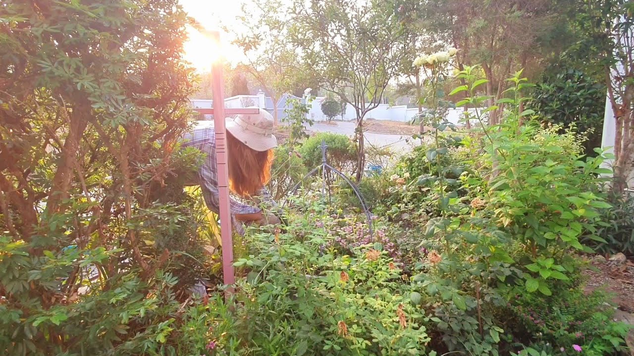 จัดสวนเองยามเช้า หน้าร้อน ปลูกดอกไม้ อากาศกำลังดี สวนรอบบ่อปลาเต็มไปด้วยดอกไม้สีหวาน💐🥰🌞Hatley Garden