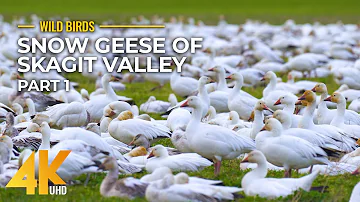 Wild Birds 4K UHD - Snow Geese at Skagit Valley - 3 Hours of the Original Geese Sounds - Part #1