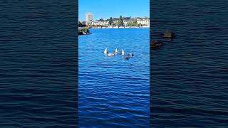Luma, Stockholm: Where the swans do their upside-down yoga. 😂 Luma, Stockholm: Where the swans do their upside-down yoga. 😂