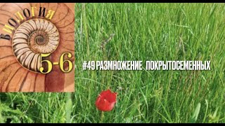 Биология 6 класс Параграф 49 Размножение покрытосеменных растений (Пасечник) аудио