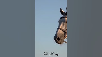 سورة الأنفال و.،كا..نك تسمعها لأ،،و..ل مر.ة ❤️🌸..💝..🌺.🌻💖،،💮بصوت الشيخ حمزة مدبو.ح 💟💖؛؛🏵️💞،؛💮🍃💔