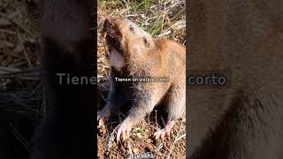 Explorando el Mundo Subterráneo: El Fascinante Universo de las Tuzas