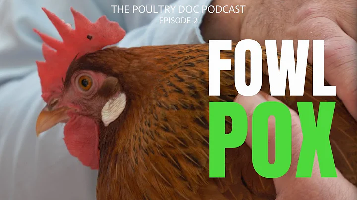 How a Poultry Vet Treats Fowl Pox